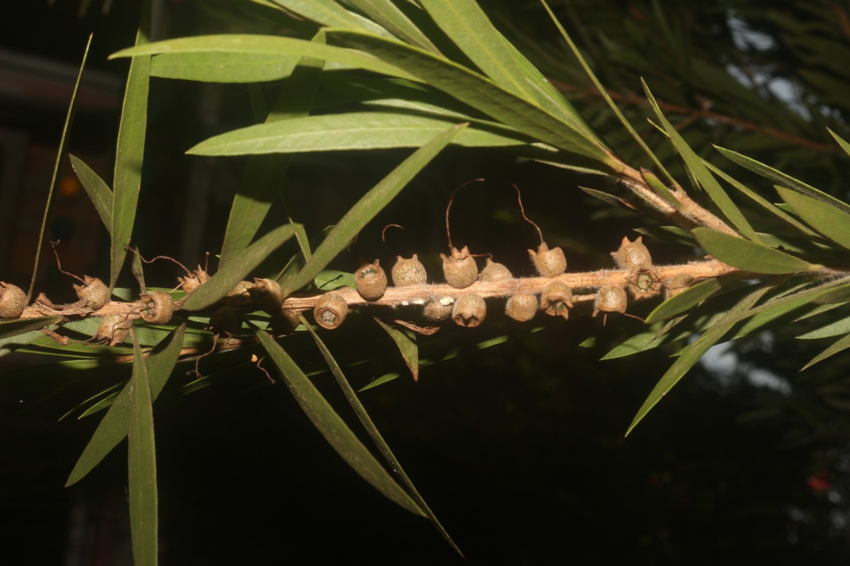 Melaleuca viminalis (Sol. ex Gaertn.) Byrnes